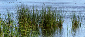 Image of American Coots feeding in wetlands area