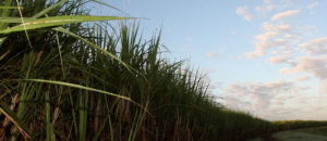 Image of sugar cane at sunset
