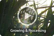 Watch Video: Growing and Processing