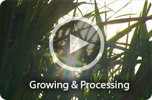 Watch Video - Growing and Processing