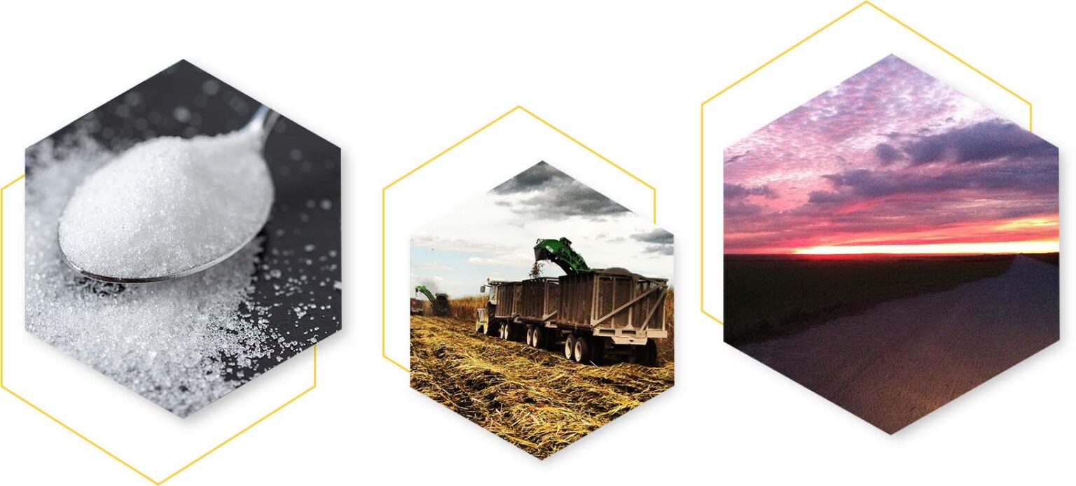 Our Vision & Principles Sugar Cane Growers Cooperative of Florida