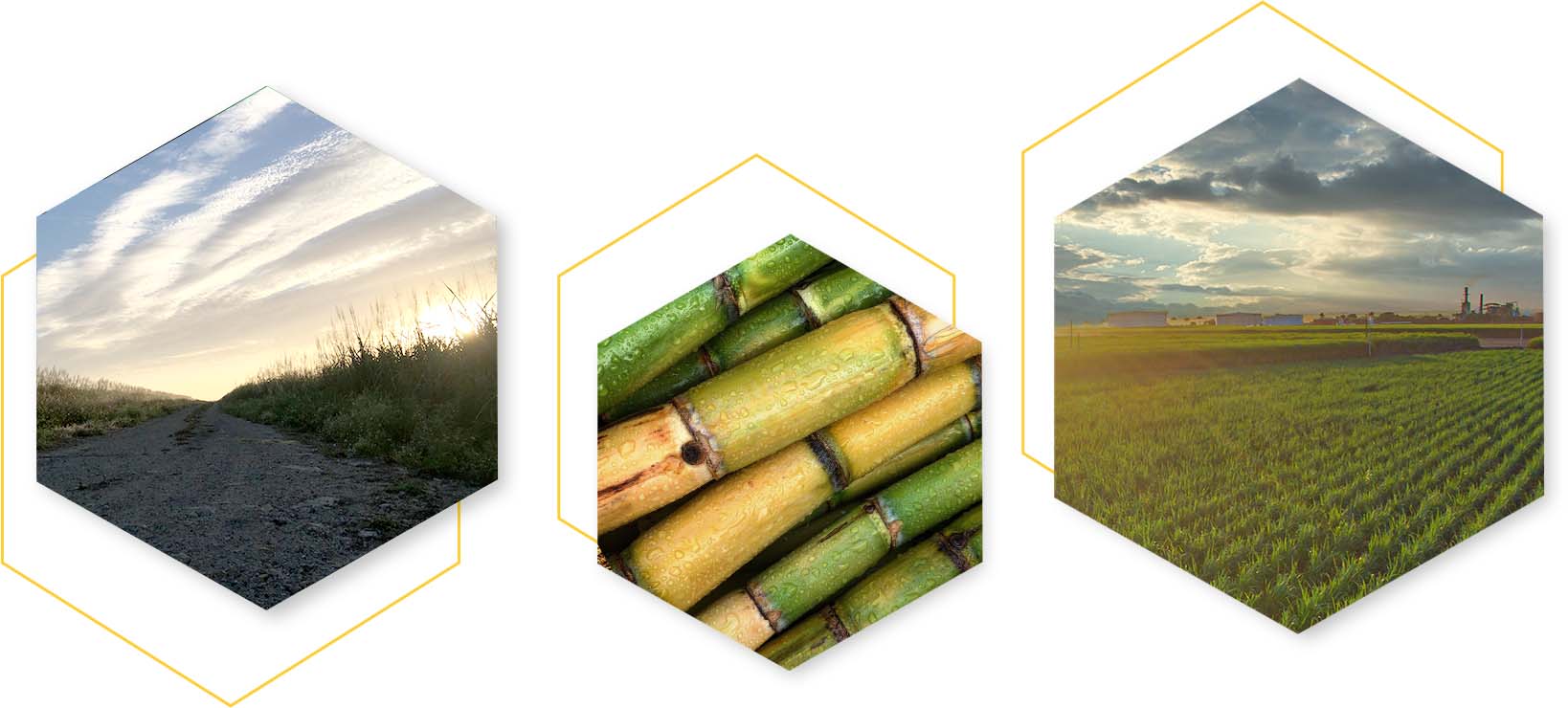 Environment and Policy Sugar Cane Growers Cooperative of Florida